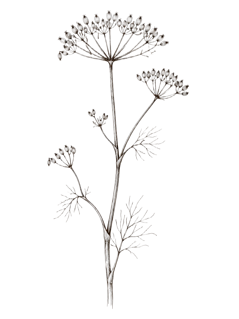 Hand-drawn ink illustration of a tall wild fennel stem