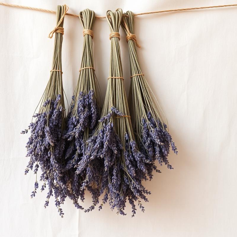 Dried lavender bundles hanging on a parchment wall